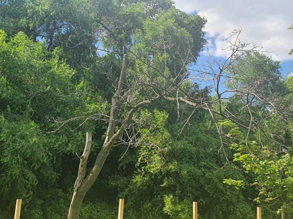 В Воронеже на Петровской набережной вырубят 45 деревьев