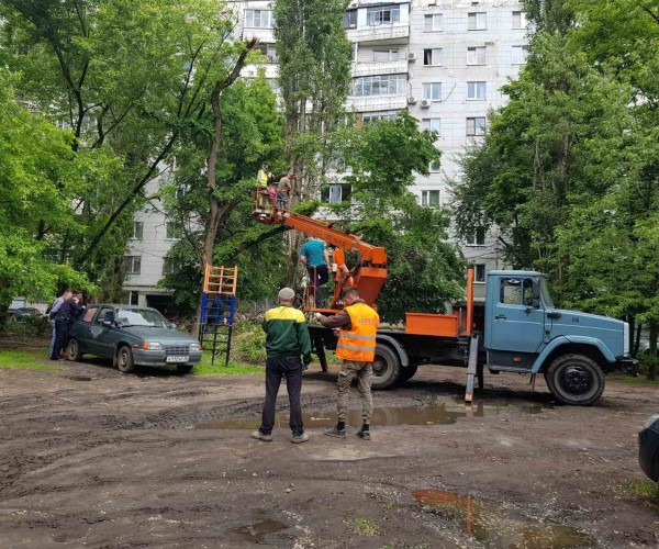 Воронежцы пожаловались на УК &laquo;Борей&raquo;, спиливающую деревья в чужом дворе