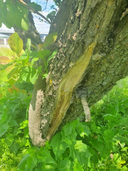 В Воронеже на Петровской набережной вырубят 45 деревьев