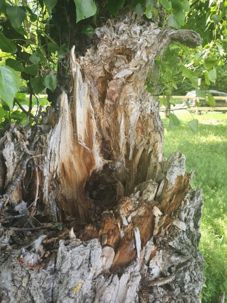В Воронеже на Петровской набережной вырубят 45 деревьев