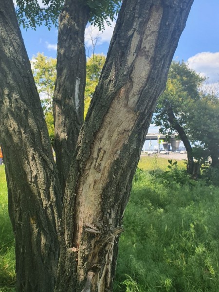 В Воронеже на Петровской набережной вырубят 45 деревьев