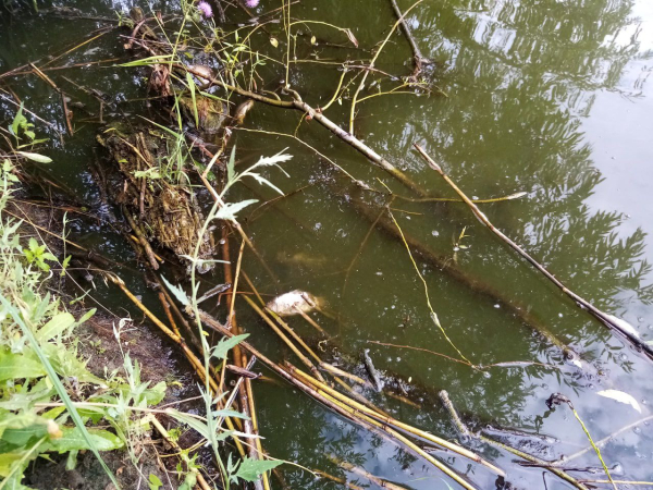 В Воронежской области сообщили о массовой гибели рыбы в пруду села Запрудское