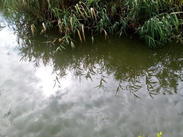В Воронежской области сообщили о массовой гибели рыбы в пруду села Запрудское
