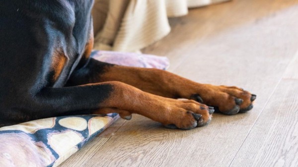 Воронежские зоозащитники начали поиск свидетелей жестокого обращения с собакой