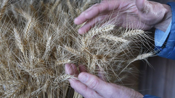 Аграрии Воронежской области собрали 890 тыс т зерна и бобовых культур