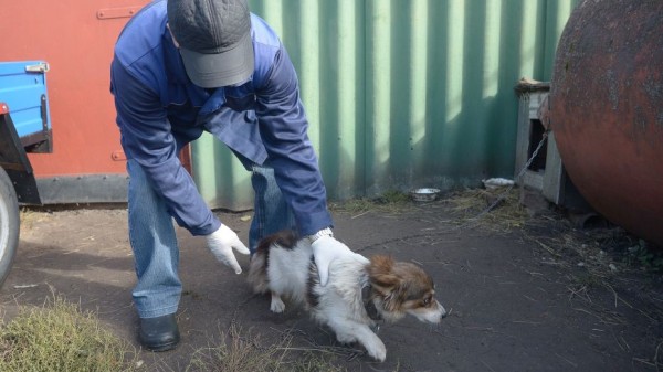 Очаг бешенства животных выявили в Воронеже