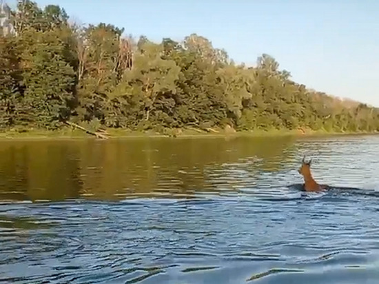 В Воронежской области сняли косулю, переплывающую широкий полноводный Дон