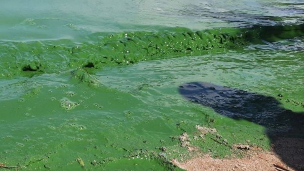 Воронежцы поделились снимками позеленевшего водохранилища