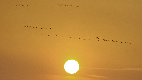 Жара вернется в Воронежскую область в выходные