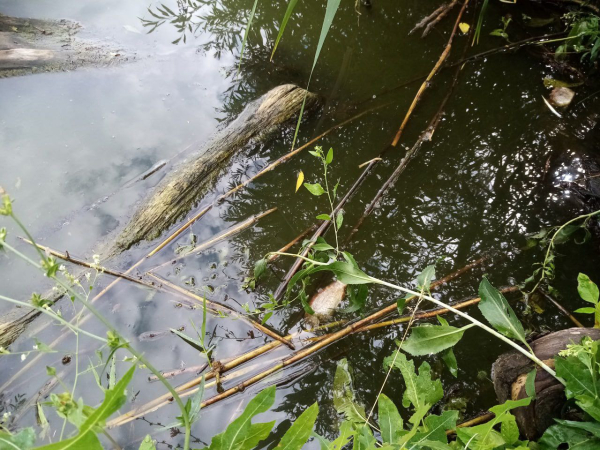 В Воронежской области сообщили о массовой гибели рыбы в пруду села Запрудское
