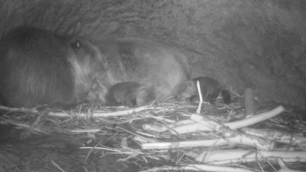 Воронежский заповедник сообщил о прибавлении в многодетной семье бобров