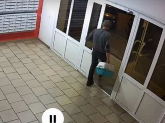 В Воронеже мужчина выкинул на улицу 15 котов: некоторых разорвали собаки