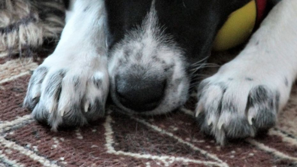 Жестокие издевательства воронежца над собакой сняли на видео