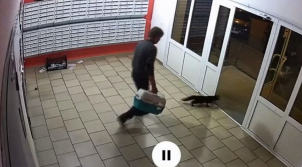 В Воронеже мужчина выкинул на улицу 15 котов: некоторых разорвали собаки