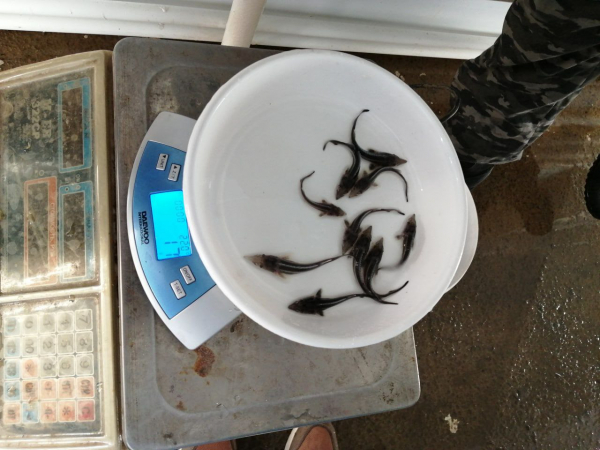 Более 175 тыс мальков стерляди выпустили в реку Дон в Воронежской области