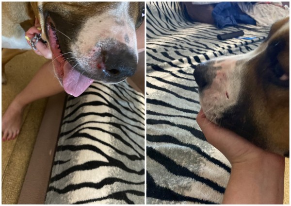 Воронежцы пожаловались на стаю агрессивных собак в Коминтерновском районе