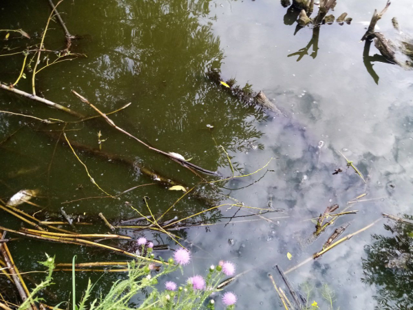 В Воронежской области сообщили о массовой гибели рыбы в пруду села Запрудское