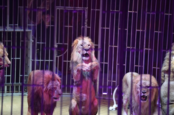 В Воронежском цирке дрессировщик засовывает голову в пасть льву и носит его на руках