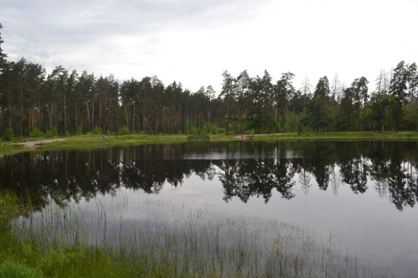В Воронежском заповеднике пересохшее озеро Чистое вновь стало наполняться водой