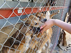 В Воронеже продолжается работа с безнадзорными животными