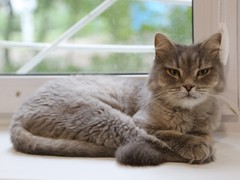 Администрация Воронежа поддержала благотворительный проект фонда &laquo;Право на жизнь&raquo;