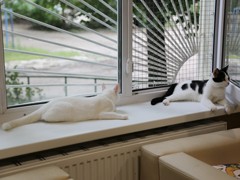 Администрация Воронежа поддержала благотворительный проект фонда &laquo;Право на жизнь&raquo;