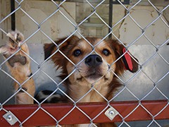 В Воронеже продолжается работа с безнадзорными животными