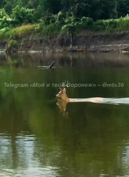 Воронежец поделился видео плавающей рядом с ним косули