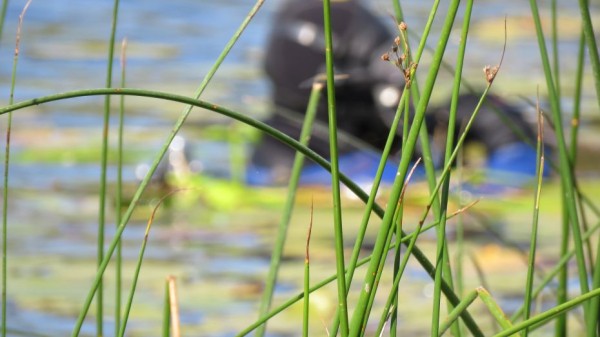 Воронежские водолазы нашли тело утонувшего при спасении детей мужчины
