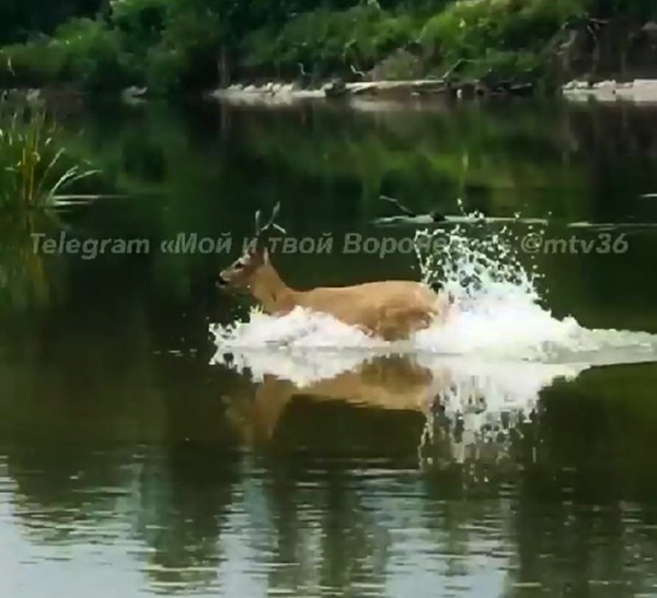 Воронежец поделился видео плавающей рядом с ним косули