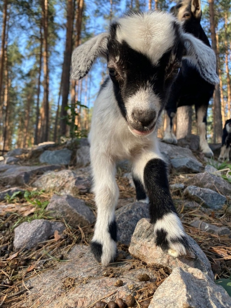 В Воронежском зоопарке появились малыши камерунских коз весом по 350 грамм