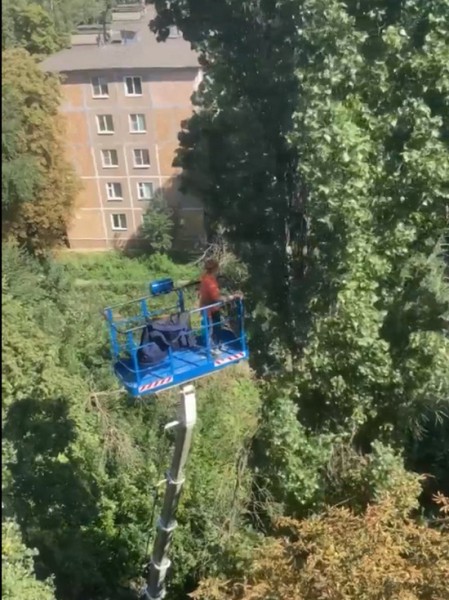 В Воронеже просидевшего три дня на дереве кота сняли при помощи автовышки