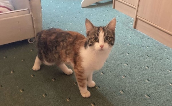 В Воронеже просидевшего три дня на дереве кота сняли при помощи автовышки