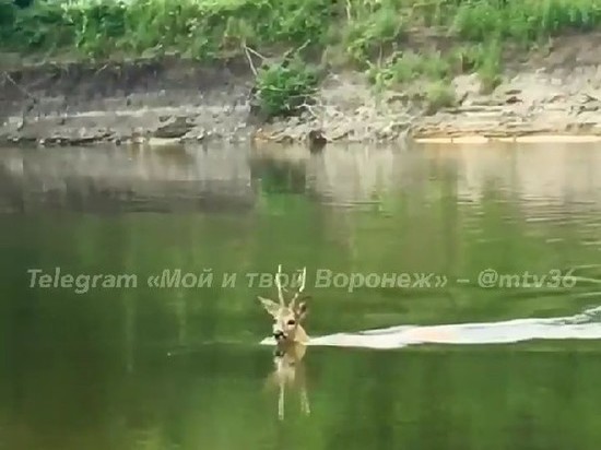 Воронежец поделился видео плавающей рядом с ним косули
