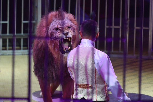 В Воронежском цирке дрессировщик засовывает голову в пасть льву и носит его на руках