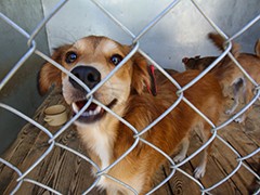 В Воронеже продолжается работа с безнадзорными животными