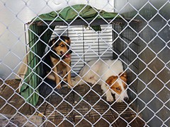 В Воронеже продолжается работа с безнадзорными животными