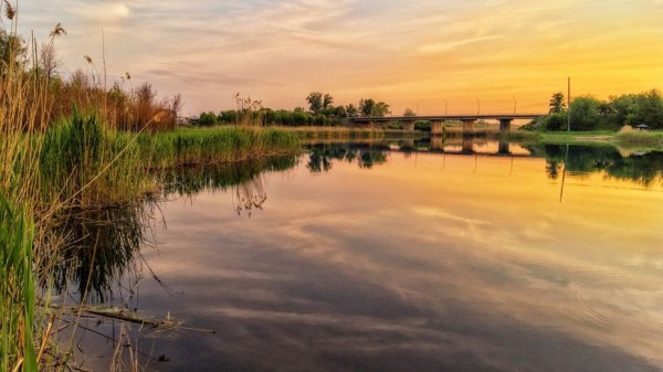 В реку Дон в Воронежской области выпустили более 460 тыс мальков стерляди