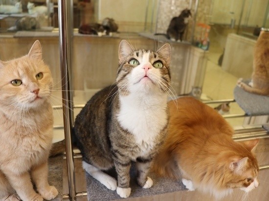 На кошачьи выходные приглашают воронежцев в конце недели