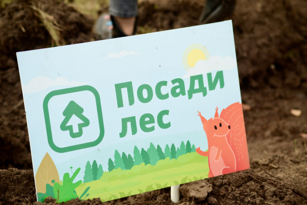 В Орловской области Сбер принял участие в посадке более 12 000 сосен