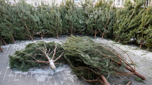 В Воронеже разыграют 26 мест под елочные базары