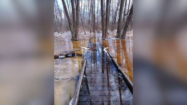 В Воронежском заповеднике из-за половодья затопило экотропу